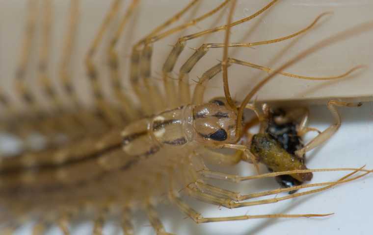 House Centipede in a Natural Habitat