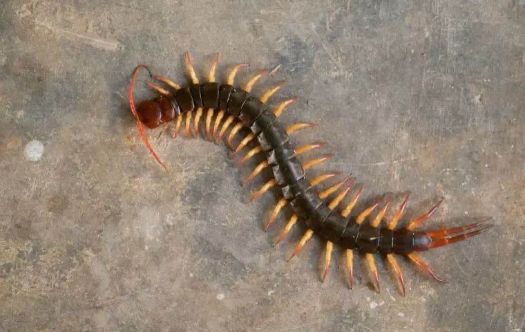 Diet of House Centipede