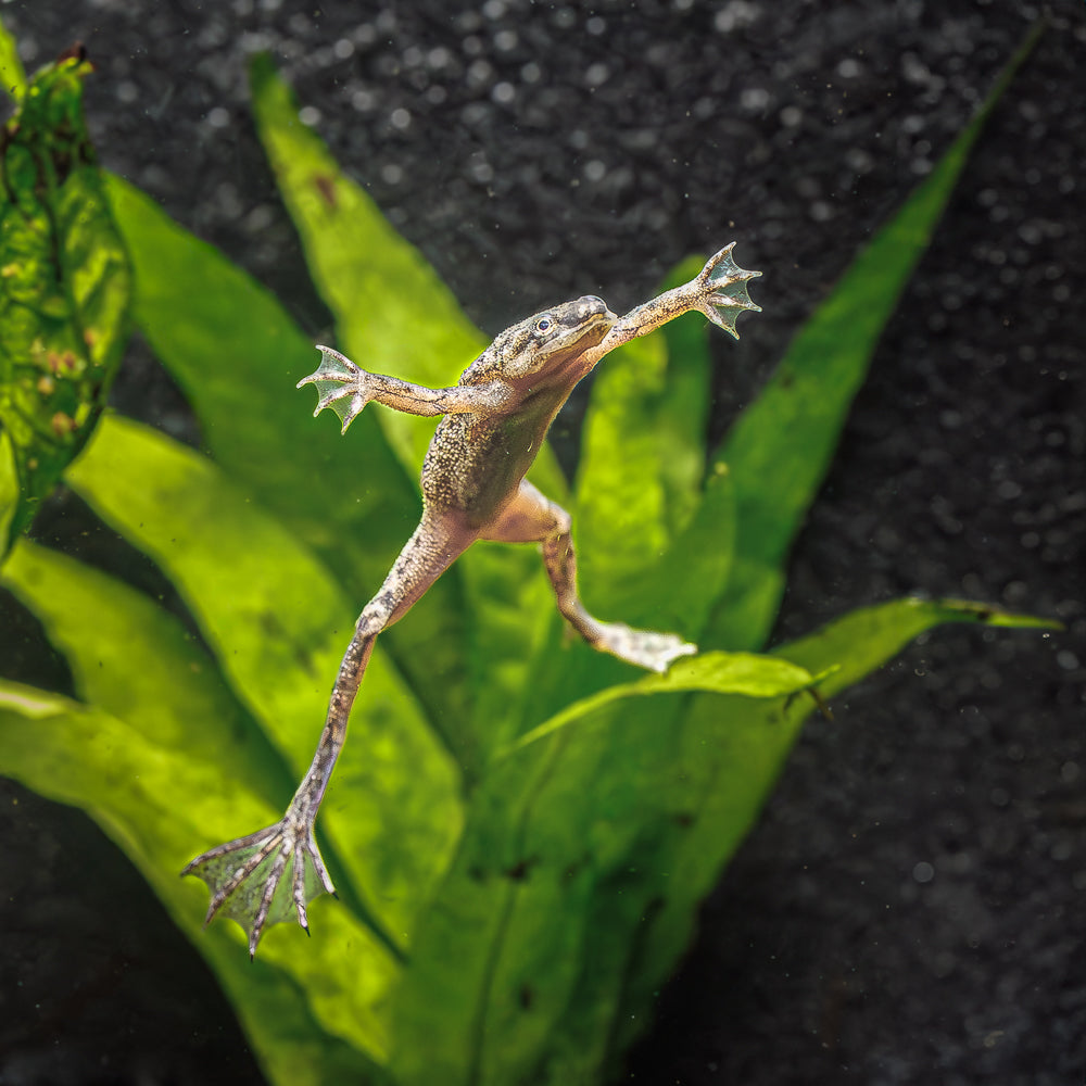 African Dwarf Frog with Food