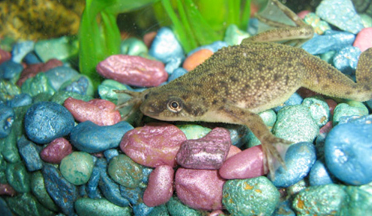 African Dwarf Frog Eating