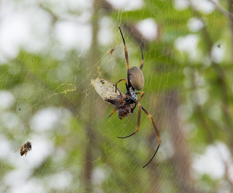 Trichonephila clavata diet composition