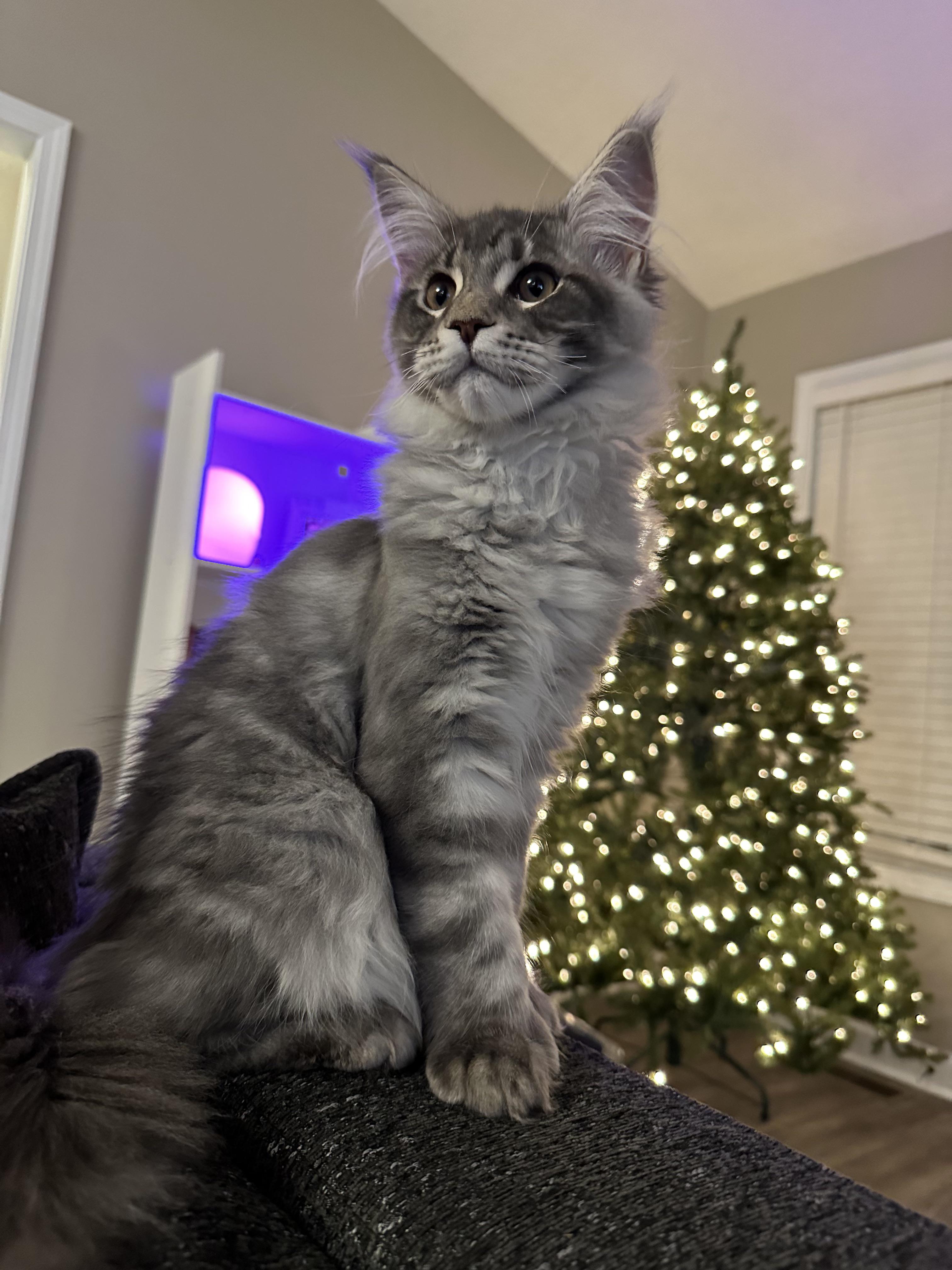 Maine Coon eating healthy food