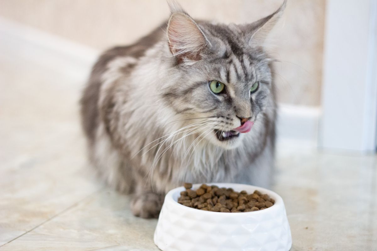 Healthy Maine Coon food dish