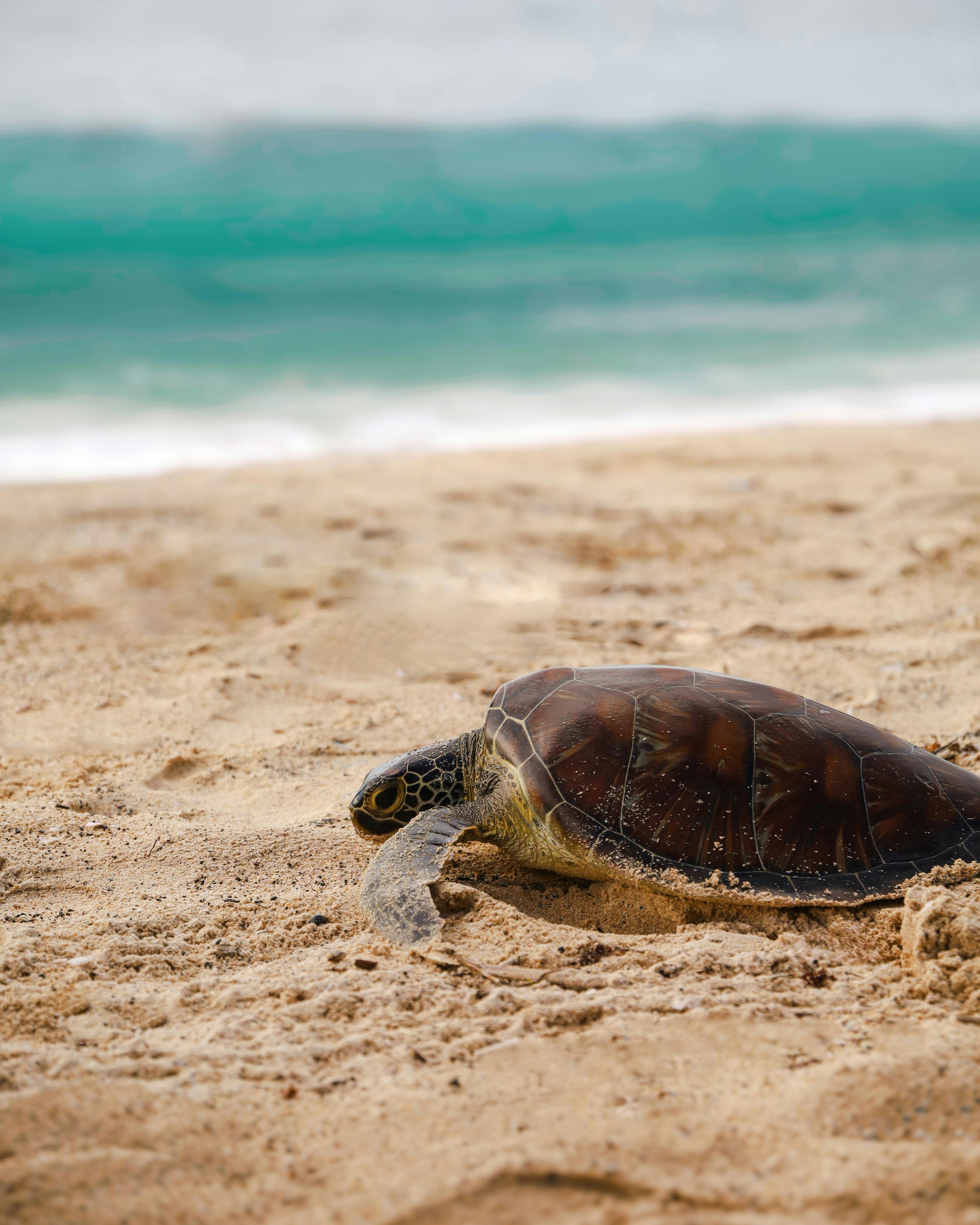 Sea Turtle Feeding