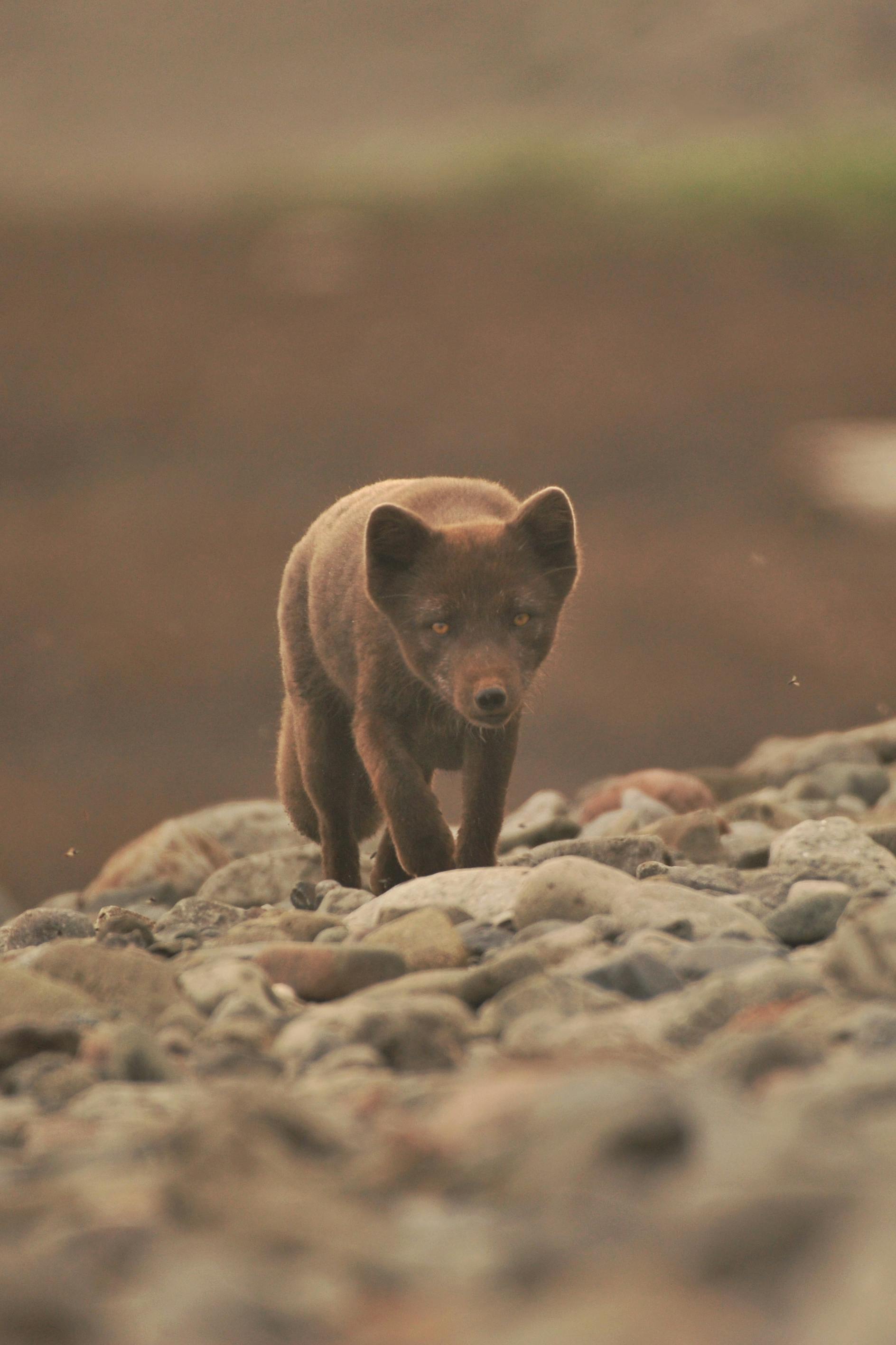 Arctic Fox Diet