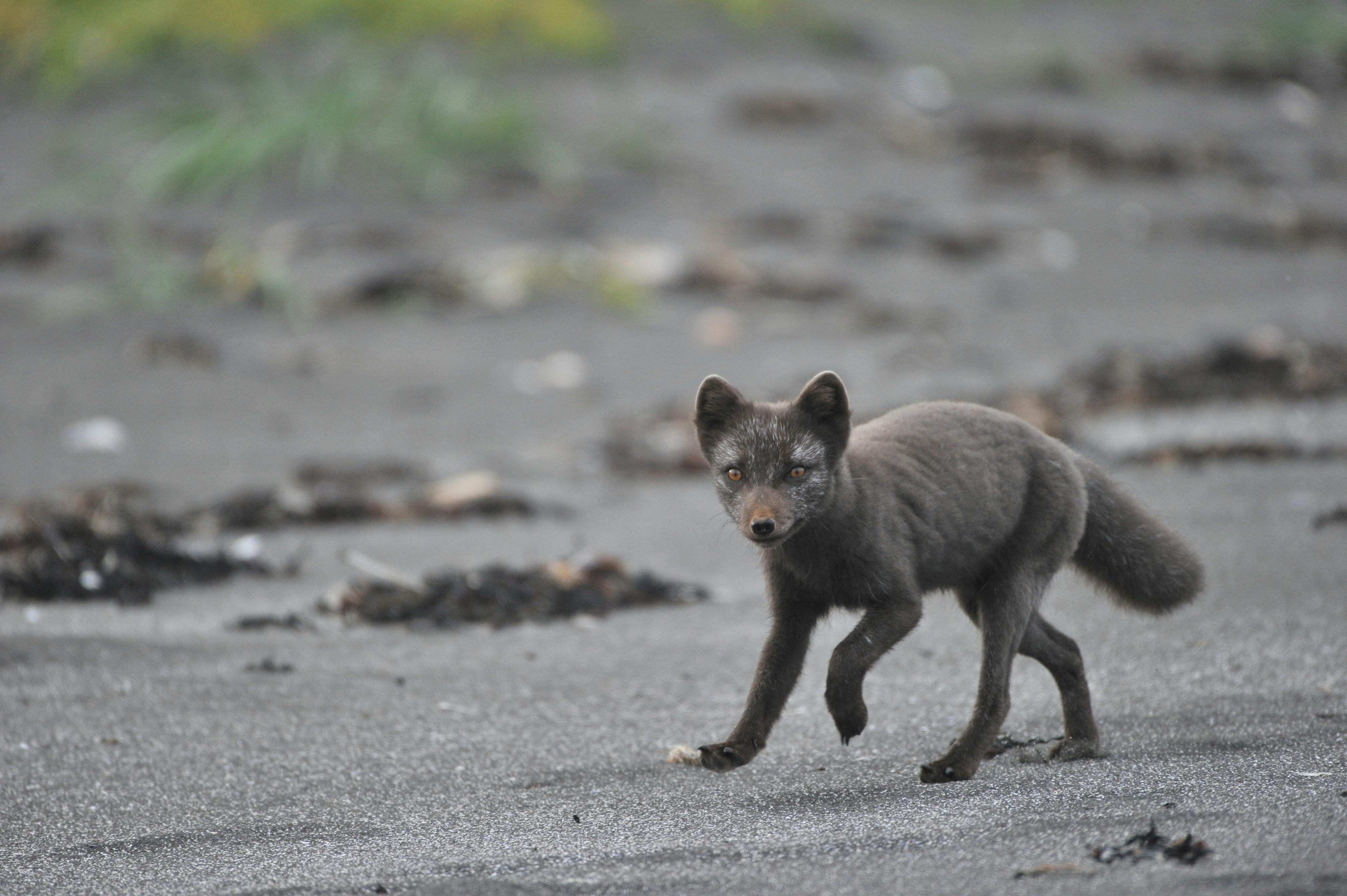 Enhancing Arctic Fox Diet